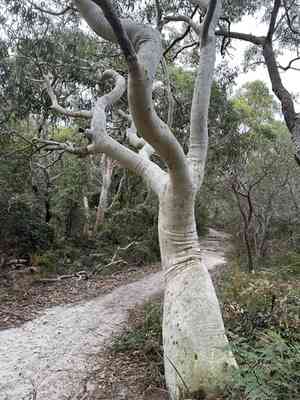 Scribbly gum(Eucalyptus haemastoma)