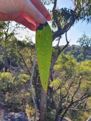 Scribbly gum(Eucalyptus haemastoma)