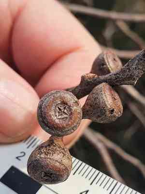 Scribbly gum(Eucalyptus haemastoma)