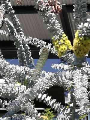 Book-leaf mallee(Eucalyptus kruseana)