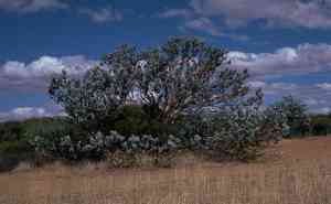Mottlecah(Eucalyptus macrocarpa)