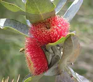 Mottlecah(Eucalyptus macrocarpa)