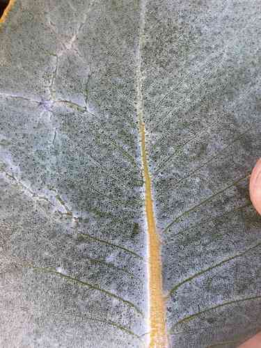 Mottlecah(Eucalyptus macrocarpa)