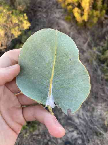 Mottlecah(Eucalyptus macrocarpa)
