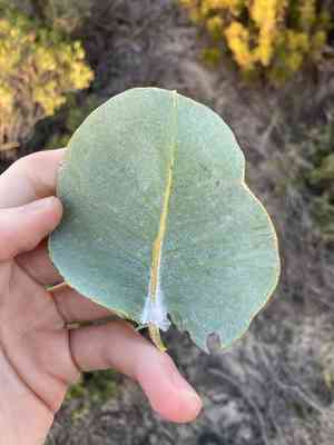 Mottlecah(Eucalyptus macrocarpa)