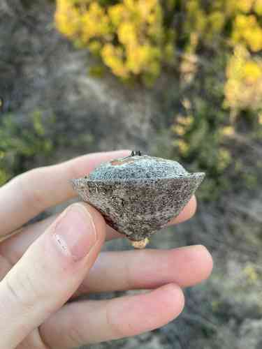 Mottlecah(Eucalyptus macrocarpa)