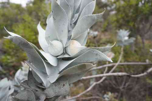 Mottlecah(Eucalyptus macrocarpa)