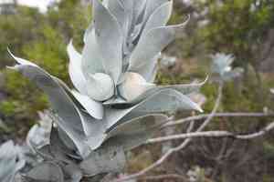 Mottlecah(Eucalyptus macrocarpa)