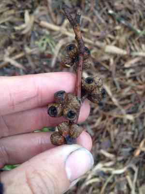 Shining gum(Eucalyptus nitens)