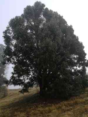 Shining gum(Eucalyptus nitens)