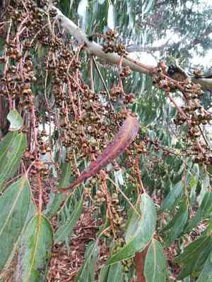 Shining gum(Eucalyptus nitens)