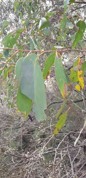 Messmate(Eucalyptus obliqua)