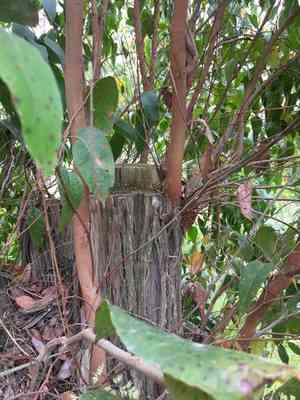 Messmate(Eucalyptus obliqua)