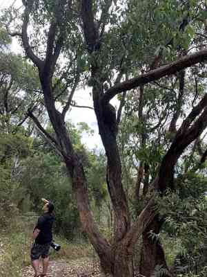 Messmate(Eucalyptus obliqua)