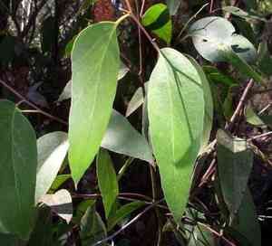 Messmate(Eucalyptus obliqua)