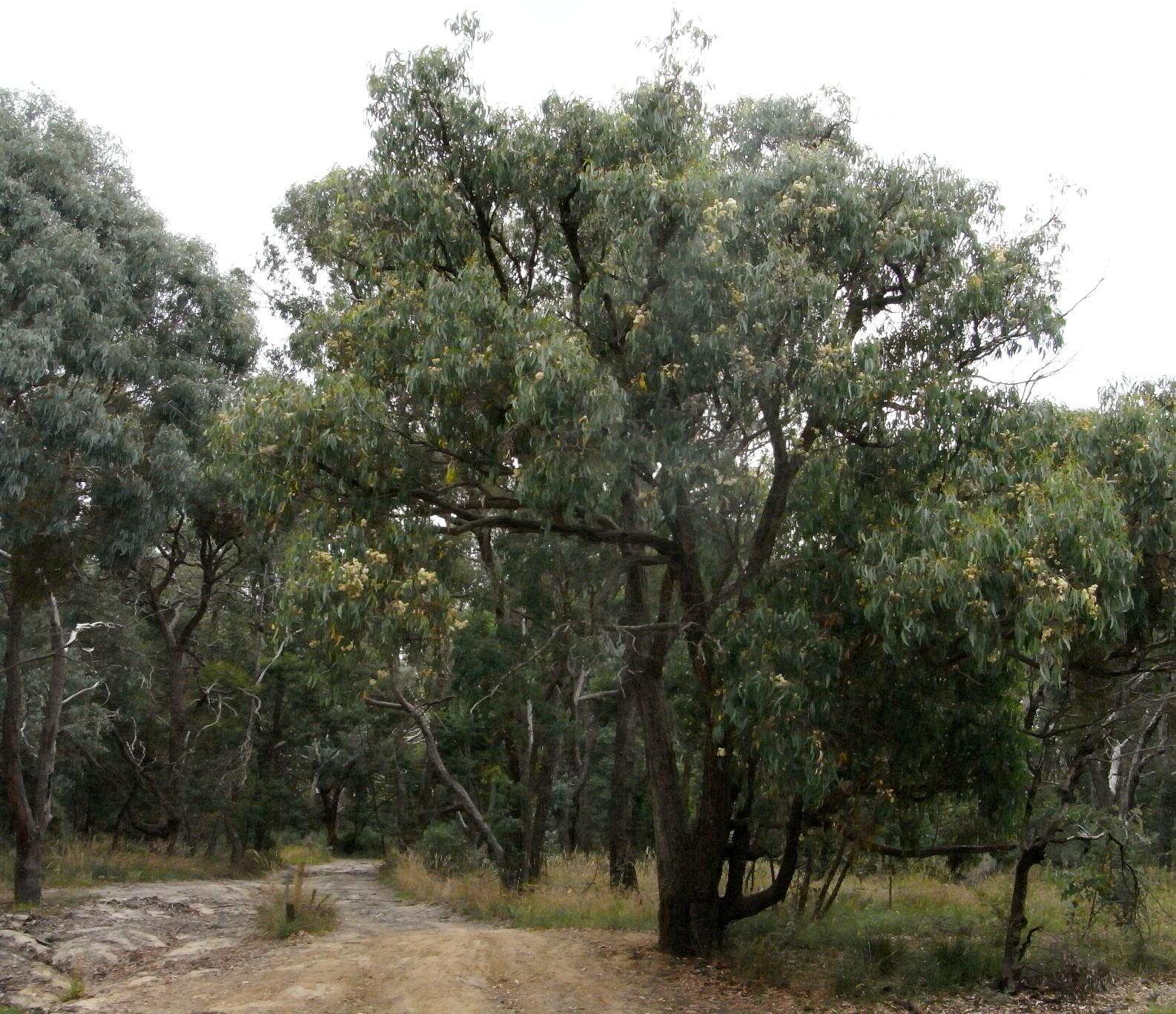 Messmate (Eucalyptus obliqua) Care Guide: Pests, Diseases, Watering ...