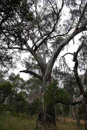 Swamp gum(Eucalyptus ovata)