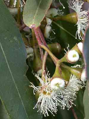 Swamp gum(Eucalyptus ovata)