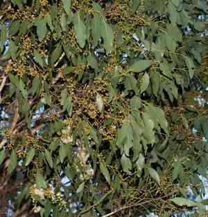 Swamp gum(Eucalyptus ovata)