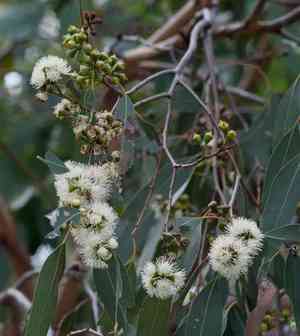 Swamp gum(Eucalyptus ovata)