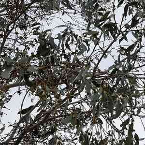 Jounama snow gum(Eucalyptus pauciflora)