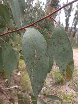 Jounama snow gum(Eucalyptus pauciflora)