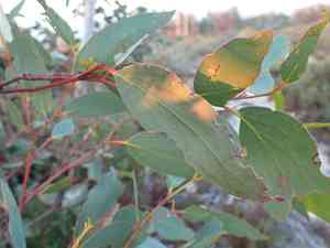 Jounama snow gum(Eucalyptus pauciflora)