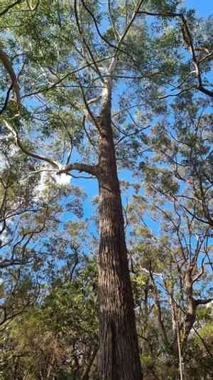 Blackbutt(Eucalyptus pilularis)