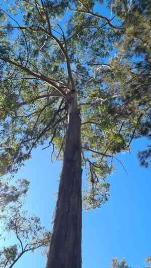 Blackbutt(Eucalyptus pilularis)