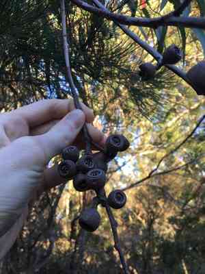 Blackbutt(Eucalyptus pilularis)