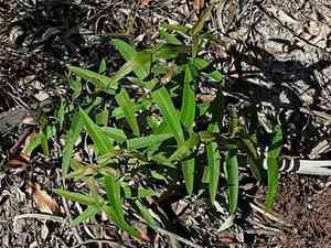 Blackbutt(Eucalyptus pilularis)
