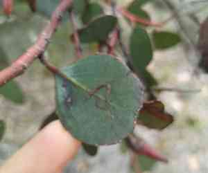 Round-leaved moort(Eucalyptus platypus)