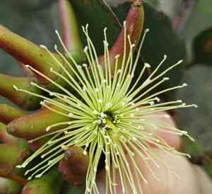 Round-leaved moort(Eucalyptus platypus)