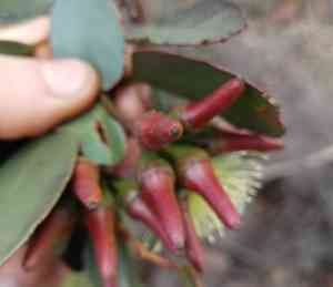 Round-leaved moort(Eucalyptus platypus)