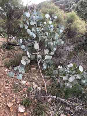 Red box(Eucalyptus polyanthemos)