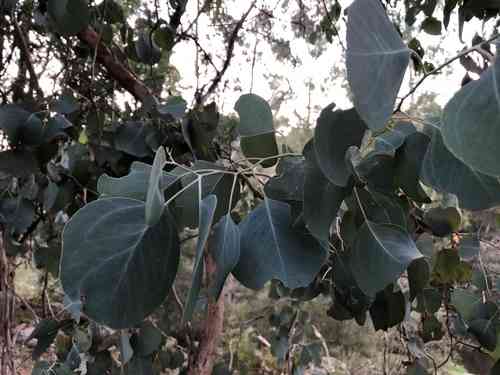 Red box(Eucalyptus polyanthemos)
