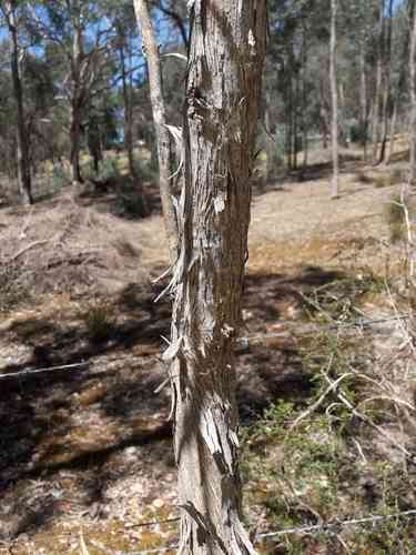 Red box(Eucalyptus polyanthemos)