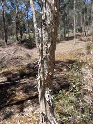 Red box(Eucalyptus polyanthemos)