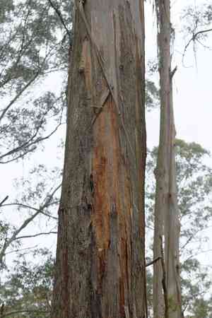 Mountain ash(Eucalyptus regnans)