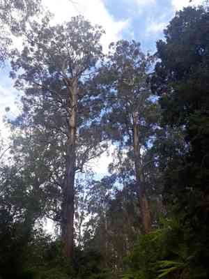 Mountain ash(Eucalyptus regnans)
