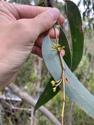 Mountain ash(Eucalyptus regnans)