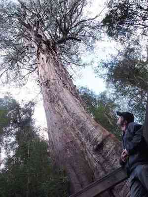 Mountain ash(Eucalyptus regnans)