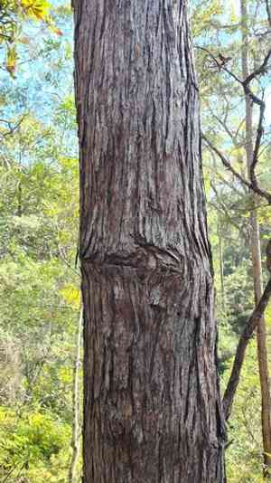 Redmahogany(Eucalyptus resinifera)