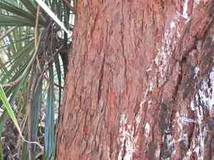 Redmahogany(Eucalyptus resinifera)