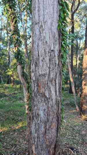 Redmahogany(Eucalyptus resinifera)