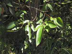 Swamp mahogany(Eucalyptus robusta)