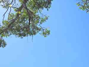 Swamp mahogany(Eucalyptus robusta)