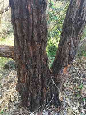Swamp mahogany(Eucalyptus robusta)