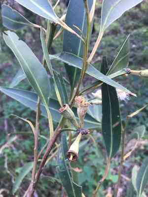 Swamp mahogany(Eucalyptus robusta)