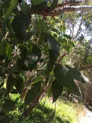 Western australian floodedgum(Eucalyptus rudis)